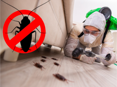 Cockroach Pest Control Treatment in Raigad