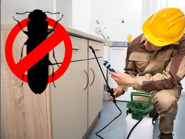 Termite Control Services in Raigad
