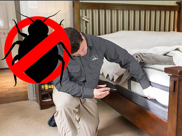 Bed Bug Treatment in Raigad