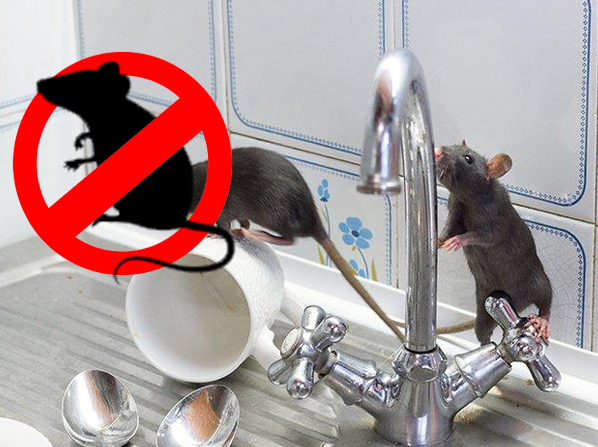 Rodent Control in Raigad