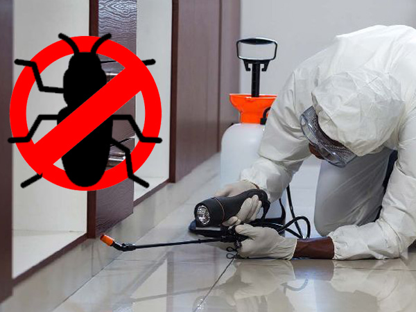 Termite Pest Control in Raigad